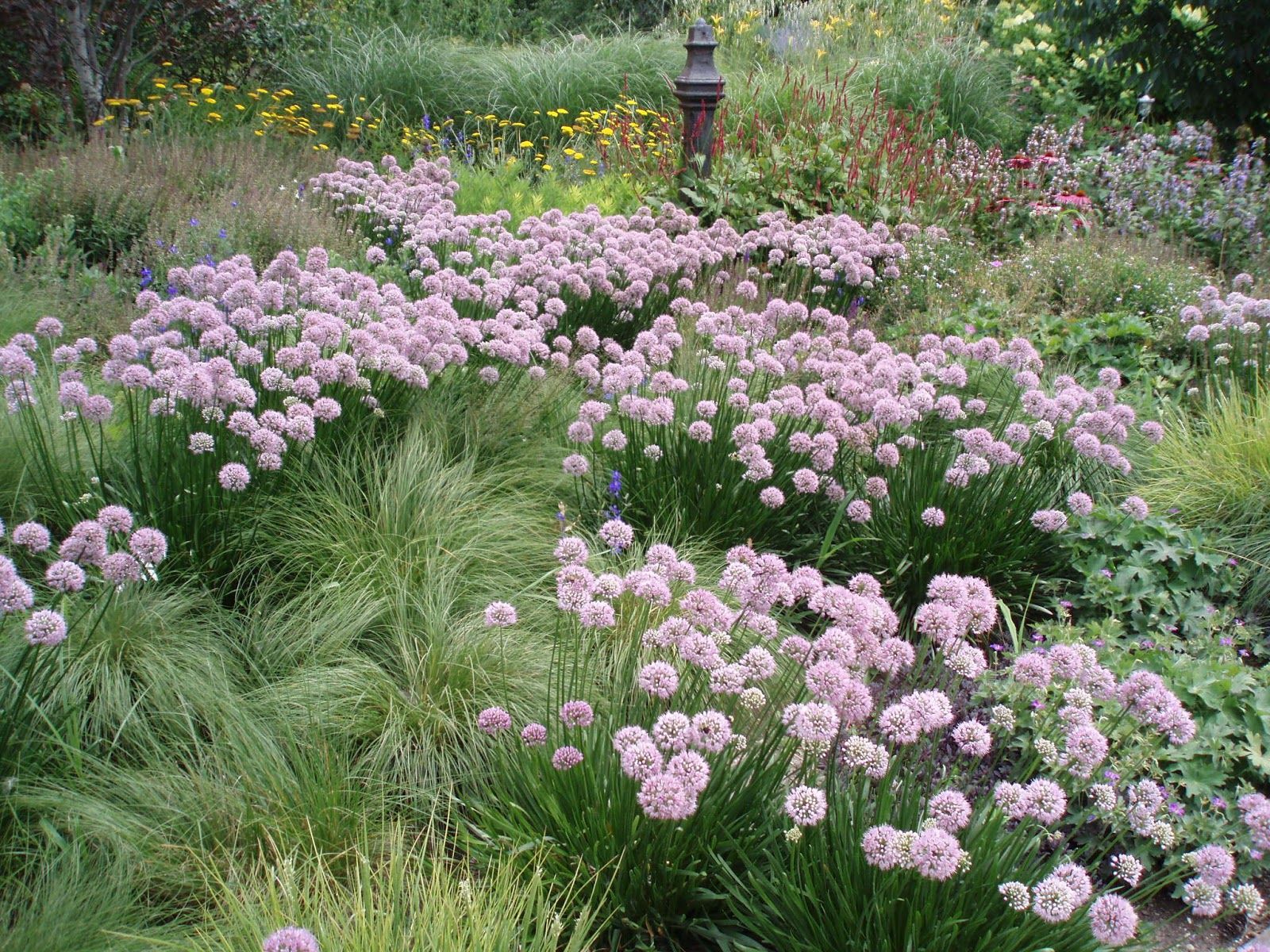 Allium angulosum 'Summer Beauty'
